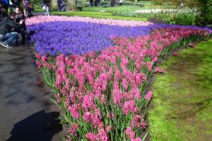 SOCIAL VISIT TO AMSTERDAM