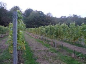 Visit to Haslemere Vineyard