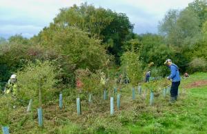 Tree Mulching at Bexhill Cemetery.