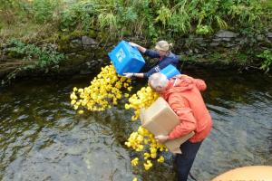Duck Race on Stock Ghyll Beck in aid of Alzheimer’s Research