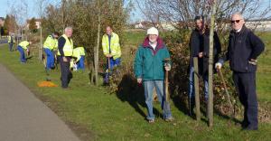 Crocus planting in Kings Lynn Year 6