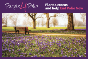 We  planted 25,000 crocuses  in Queens' Green on Thursday 10th November 2016