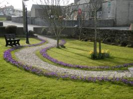 Purple Crocuses Bloom for Polio - March 2021