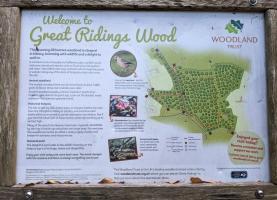 Woodland Wander