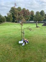 Memorial tree in Colliston Park