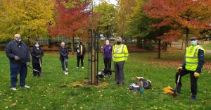 Planting of Crocus Corms