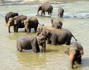 Bill Ray - Pinnawala Elephant Orphanage