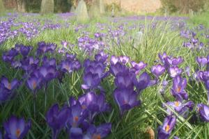 Polio Crocus Bulb Planting in York Cemetery