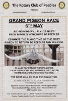 Pigeon Race