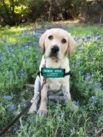 Supporting Guide Dogs for the Blind