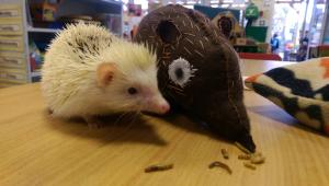 Quills, a Reverse Pinto Pygmy Hedgehog, from Africa