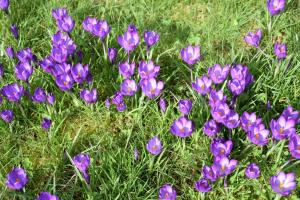 Purple crocus enjoying the spring sunshine