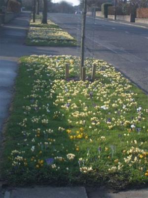 Crocus bulbs