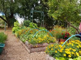 Community Allotment Project