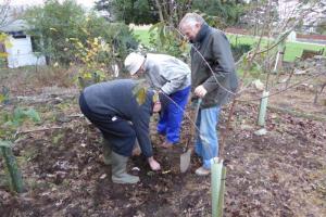 The Purple Crocus Project - Planting (21 November 2015)