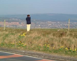 2000 Scout Road daffodils - April 2000