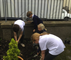 Planting Crocuses