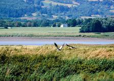 Social Dayout : Slimbridge / Westbury Water Gardens