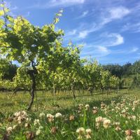 St Martin's Vineyard - Our Grape Escape! (on Zoom)