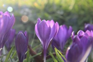 The Purple Crocus Project - Crocuses in Bloom (March 2016)