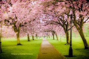 Cherry Trees , Milton Way