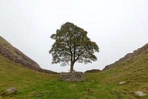 Sycamore Gap