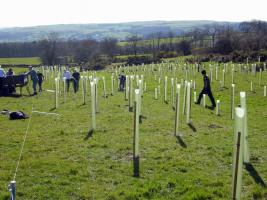 Tree Planting