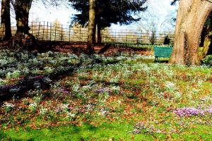 Teas at Colesbourne Park with the Snowdrops 3/4 February 2024