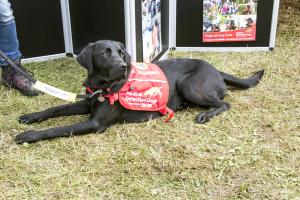 Medical Detection Dog