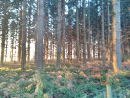 Thetford Forest