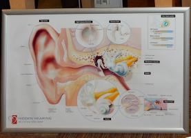 Tom brought an illustration of the workings of the inner ear