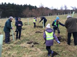 Tree Planting