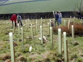 Tree Planting in March 2019