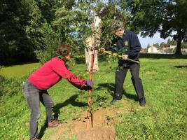 Tree Planting