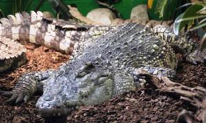 Springfield Pupils Visit Crocodiles of the World