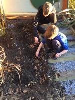 Ysgol San Sior pupils planting purple crocus bulbs for Purple4Polio