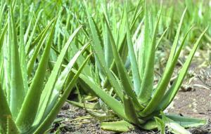 Aloe Vera plants