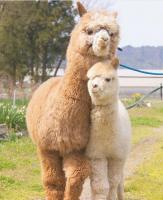 Alpacas