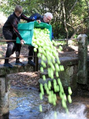 Ball Splash