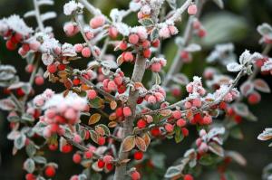 Walking Group Yuletide Hike