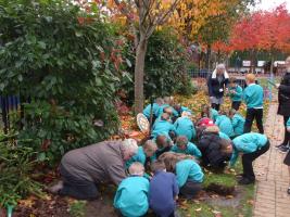 Purple Crocus Bulb Planting