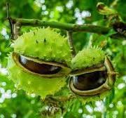 Bonkers for Conkers Sunday 13th October 2024