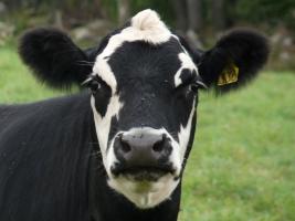 Wickford Rotary supports Send a Cow