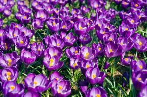 Crocus