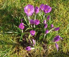 Purple Crocuses For End Polio Campaign