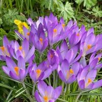 Polio, Crocus Bulb Planting, with Schools in Haslemere