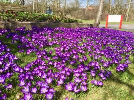 Crocuses at the Interface Roundabout