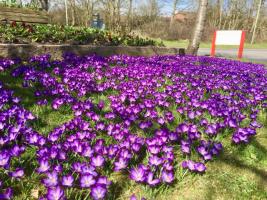 Purple for Polio