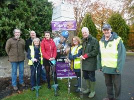 Crocus planting