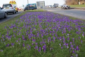 Crocus update